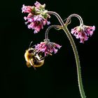 Verbene, ein Insektenmagnet