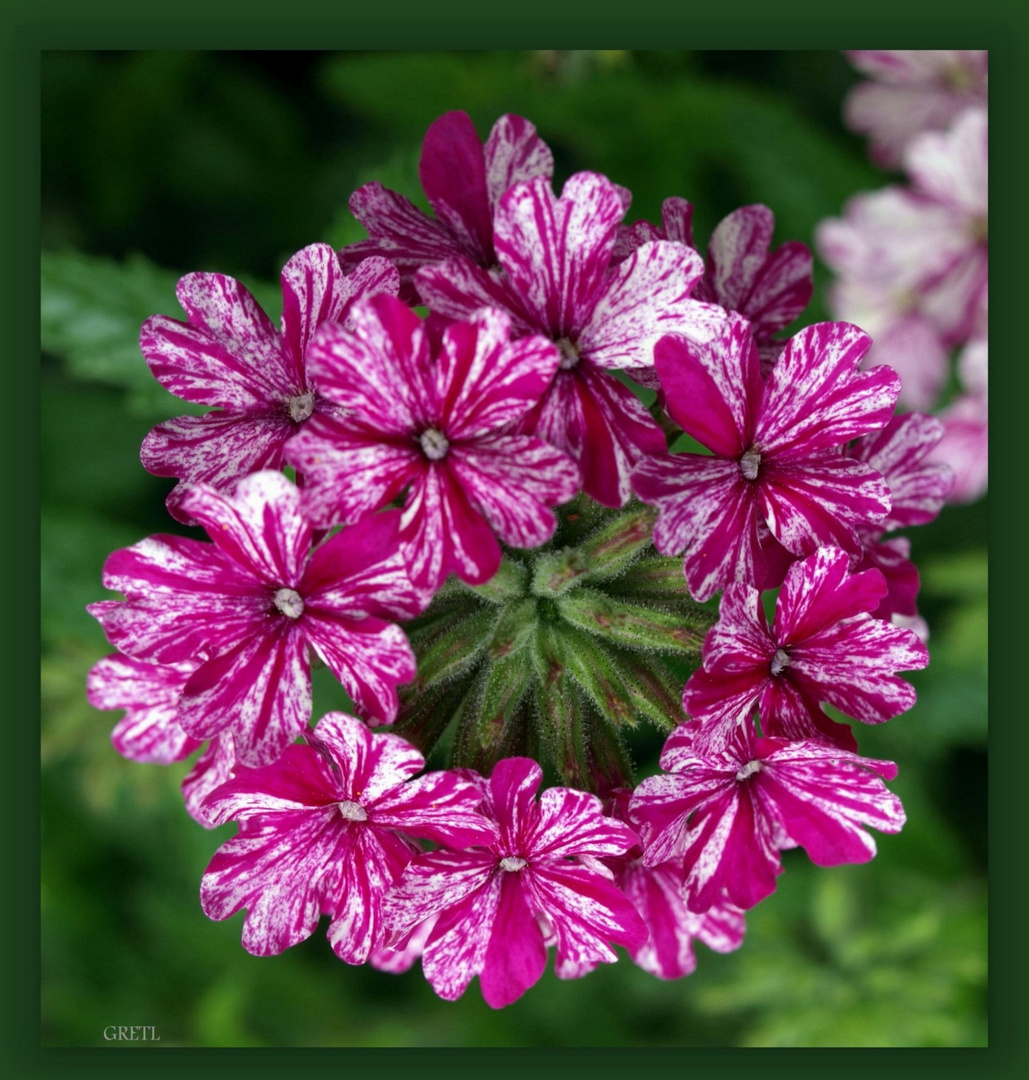 Verbenen Sorten Bilder: Entdecke die Welt der Pflanzen durch Zeichnen!