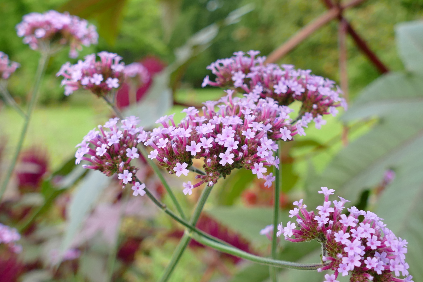 Verbenen Foto & Bild pflanzen, pilze & flechten, blüten