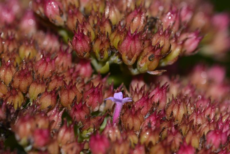 verbenenblüte-verirrt