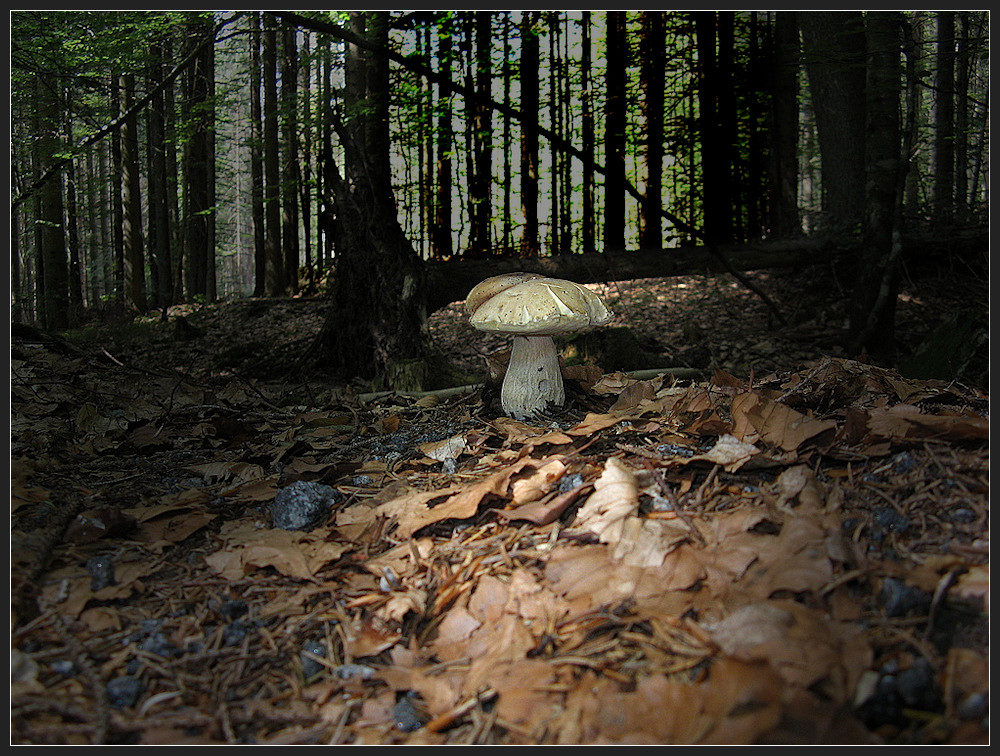 Verbesserter Steinpilz