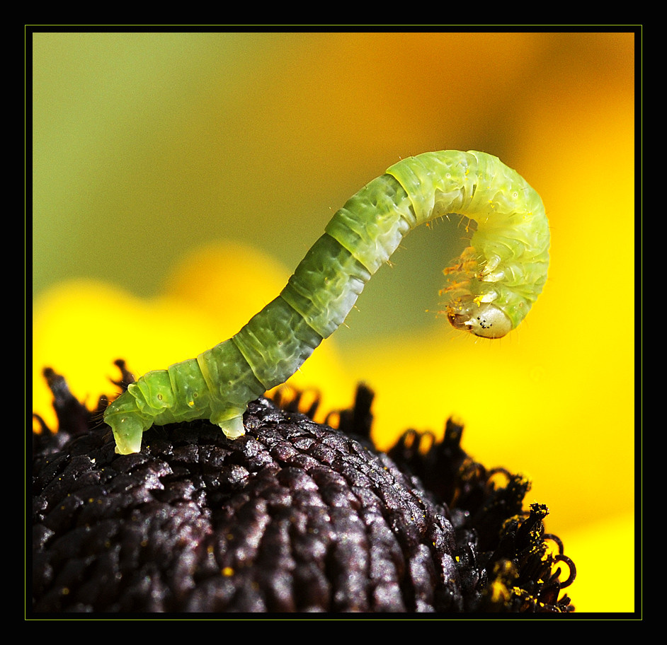Verbeugung Foto & Bild tiere, wildlife, insekten Bilder auf