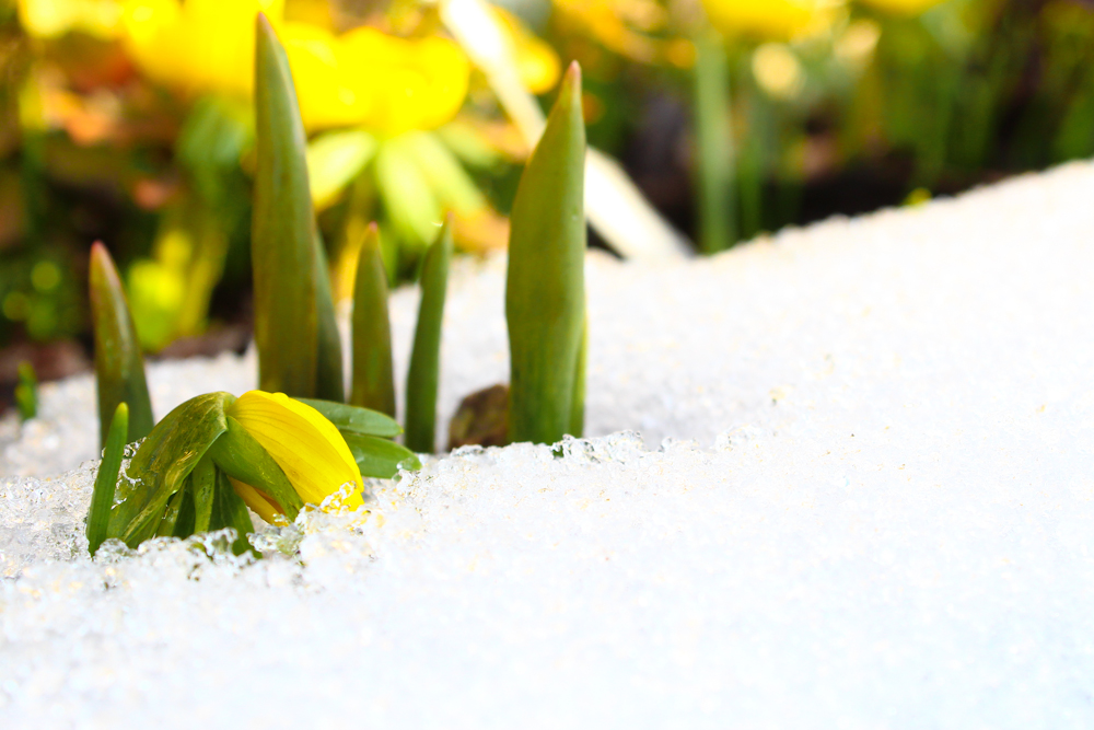 Verbeugung vor dem Frühling