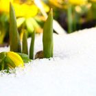 Verbeugung vor dem Frühling