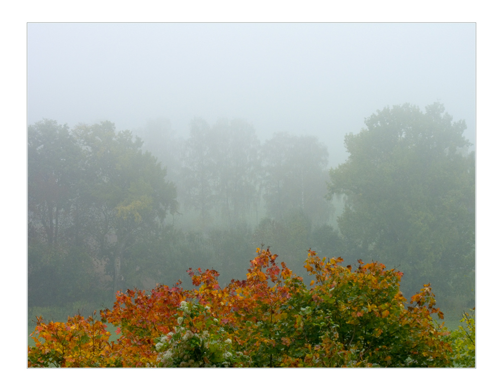 ...verblassende Herbstfarben gegen das Grau... - oder: ...jetzt halt mit "Halt" -... ;-))