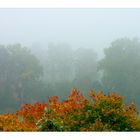 ...verblassende Herbstfarben gegen das Grau... - oder: ...jetzt halt mit "Halt" -... ;-))