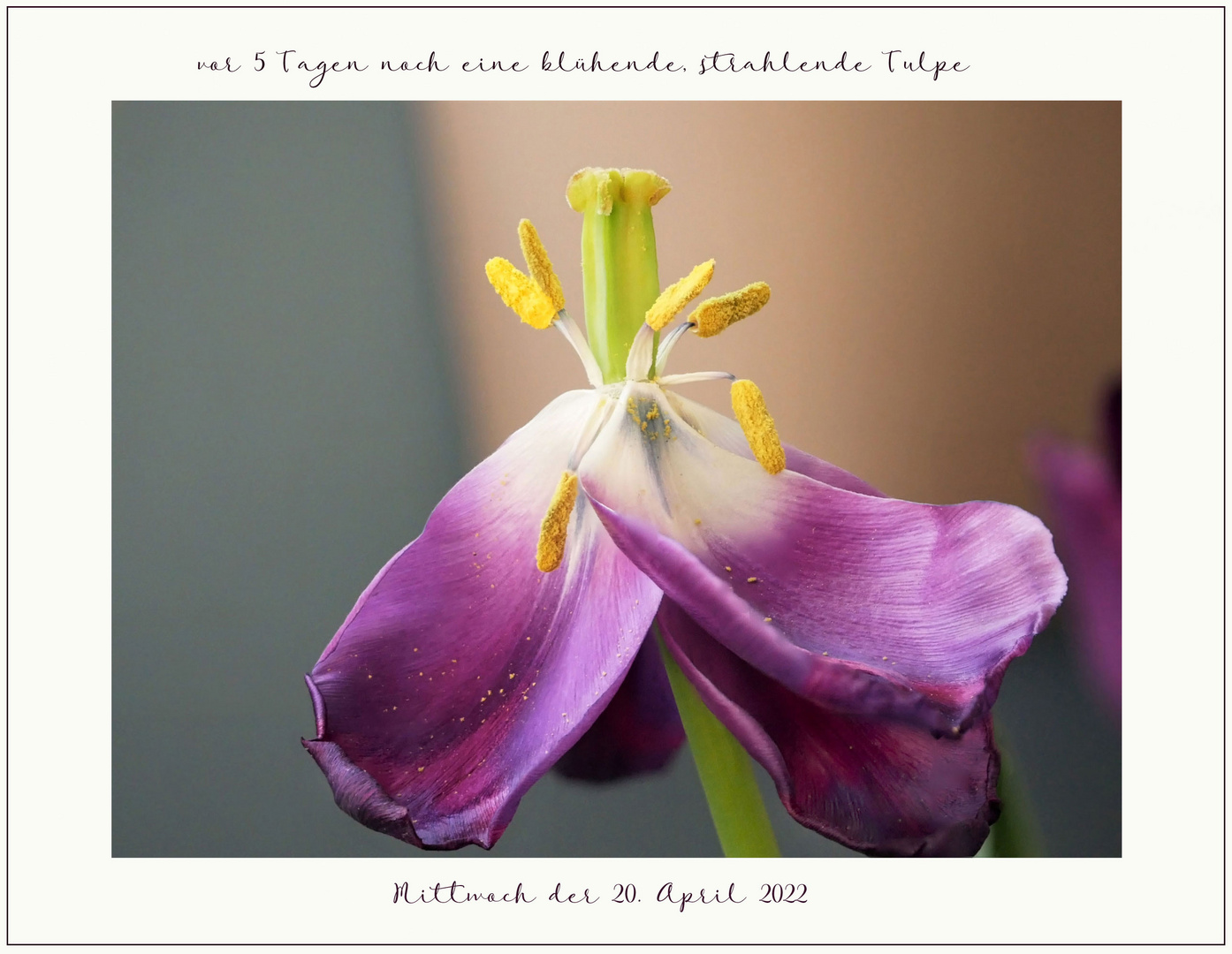 verblassende Tulpe
