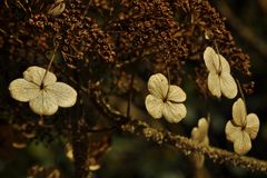 verblichen und schön,  Hydrangea