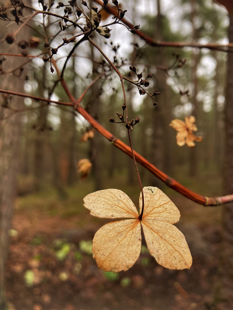 Verblichene Blüte der Kletterhortensie