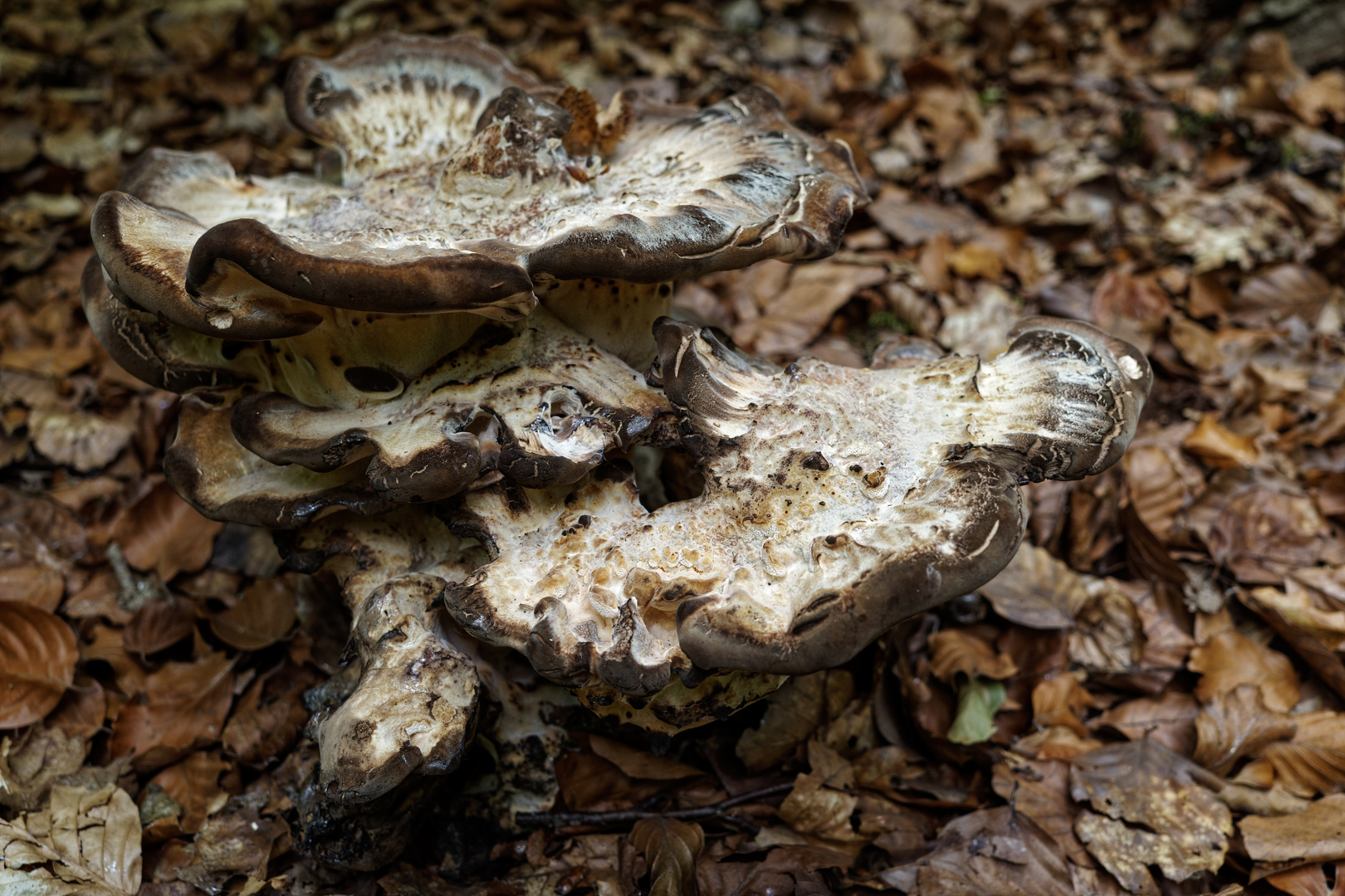 Verblichene Schönheit