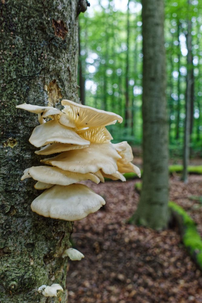 Verblichene Schönheiten