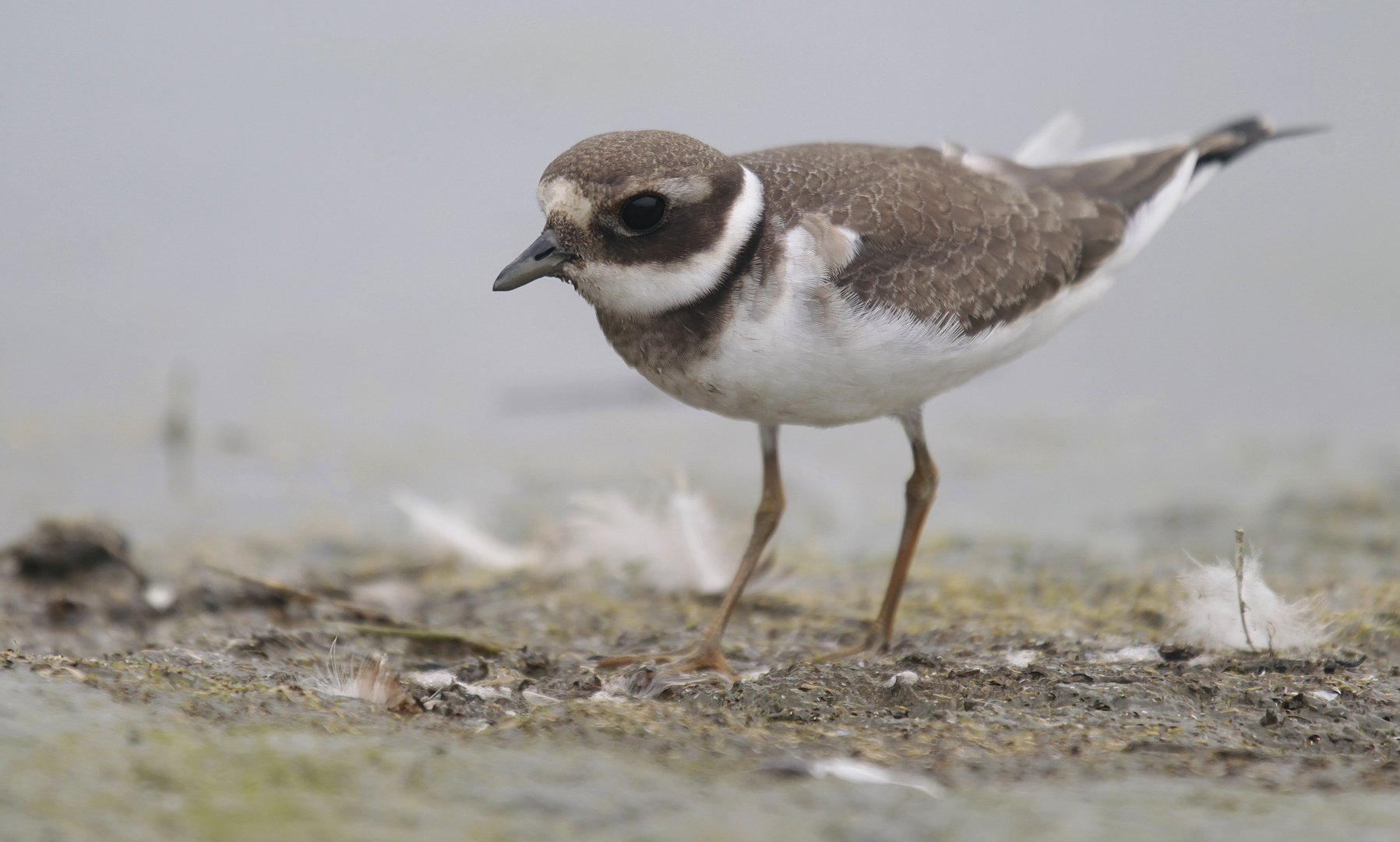 Verblüffend zutraulich - der Sandregenpfeifer