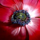 Verblühende Anemone