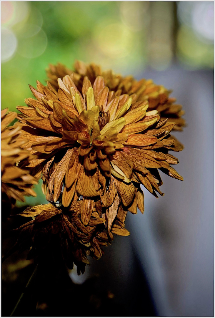 verblühende Aster