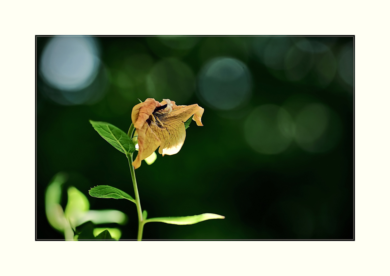 verblühende Ballonblume 