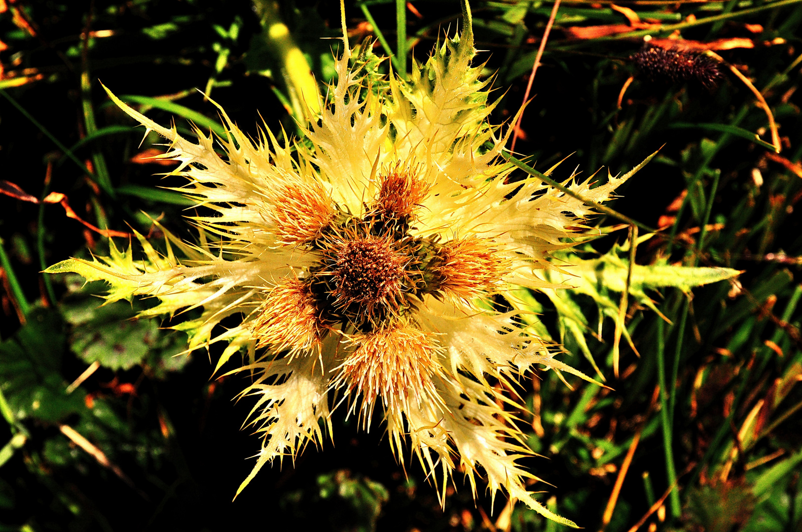 verblühende Distel