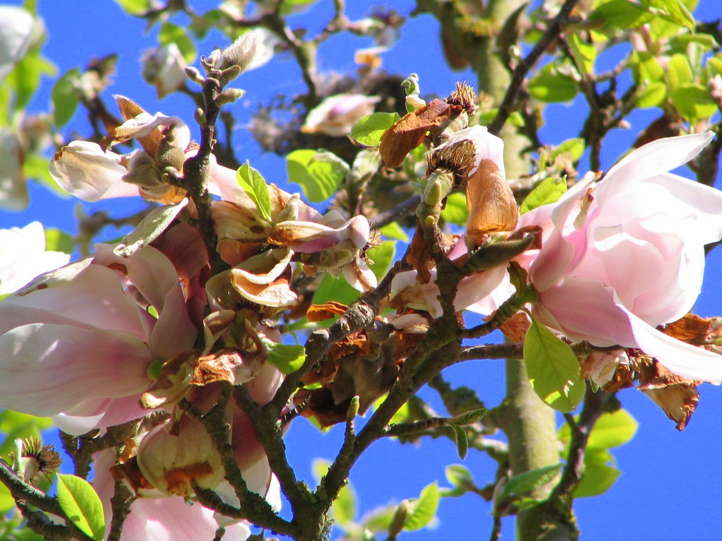 Verblühende Magnolie