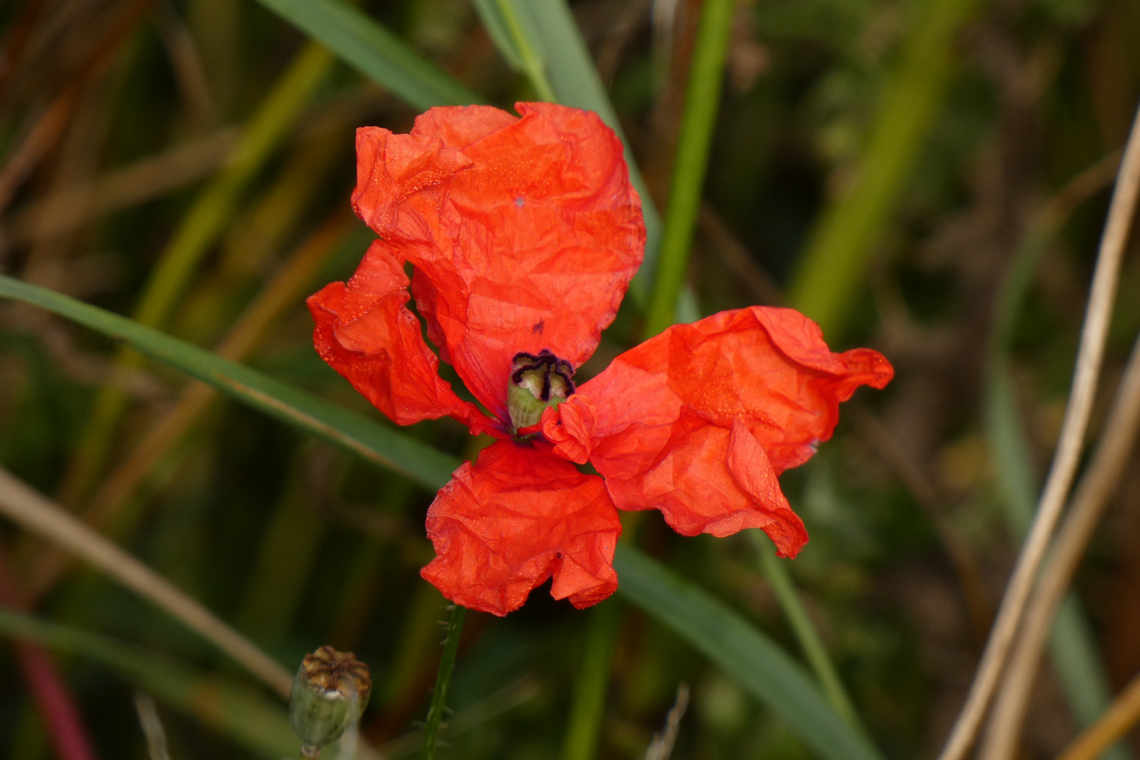 Verblühende Mohnblüte in der Lippeaue