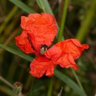 Verblühende Mohnblüte in der Lippeaue