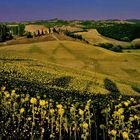 Verblühende Sonnenblumen