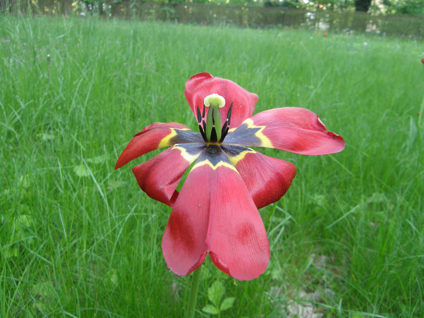 Verblühende Tulpe