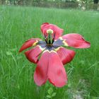 Verblühende Tulpe