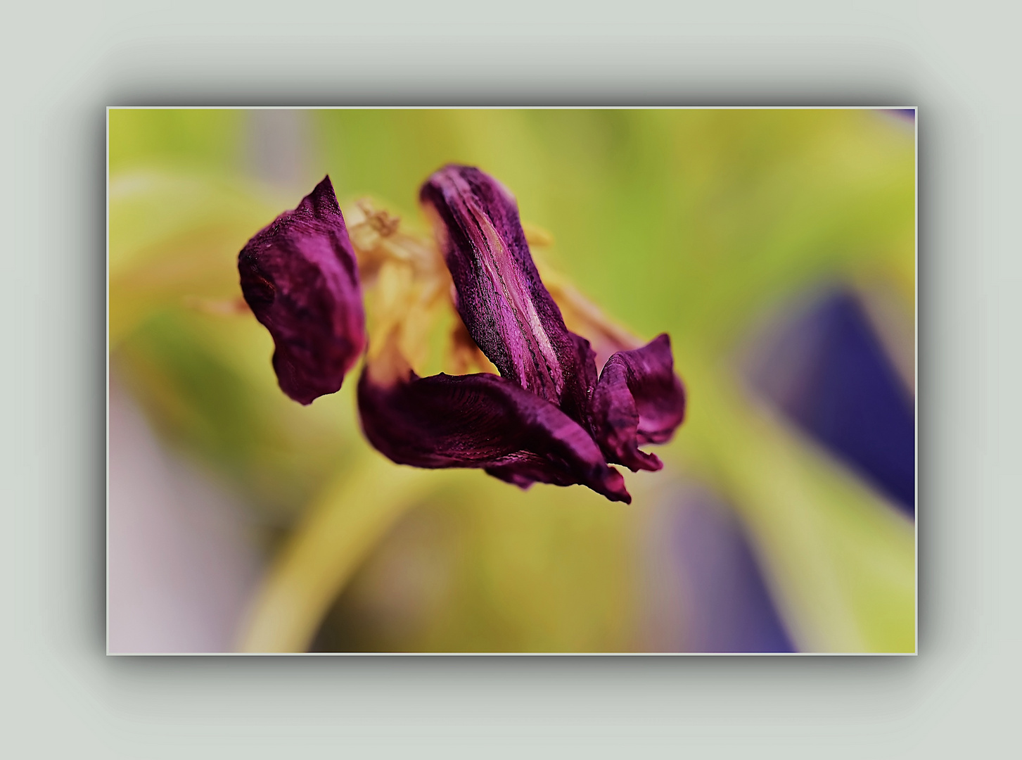 verblühende Tulpe