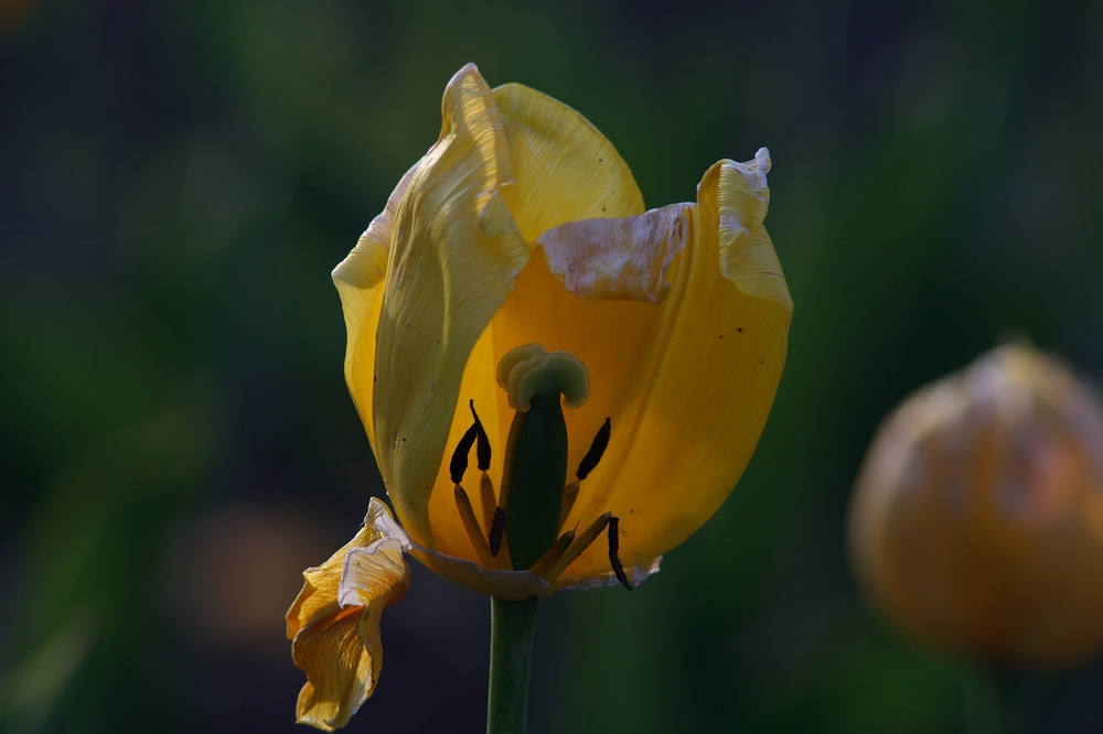 verblühende Tulpen 2