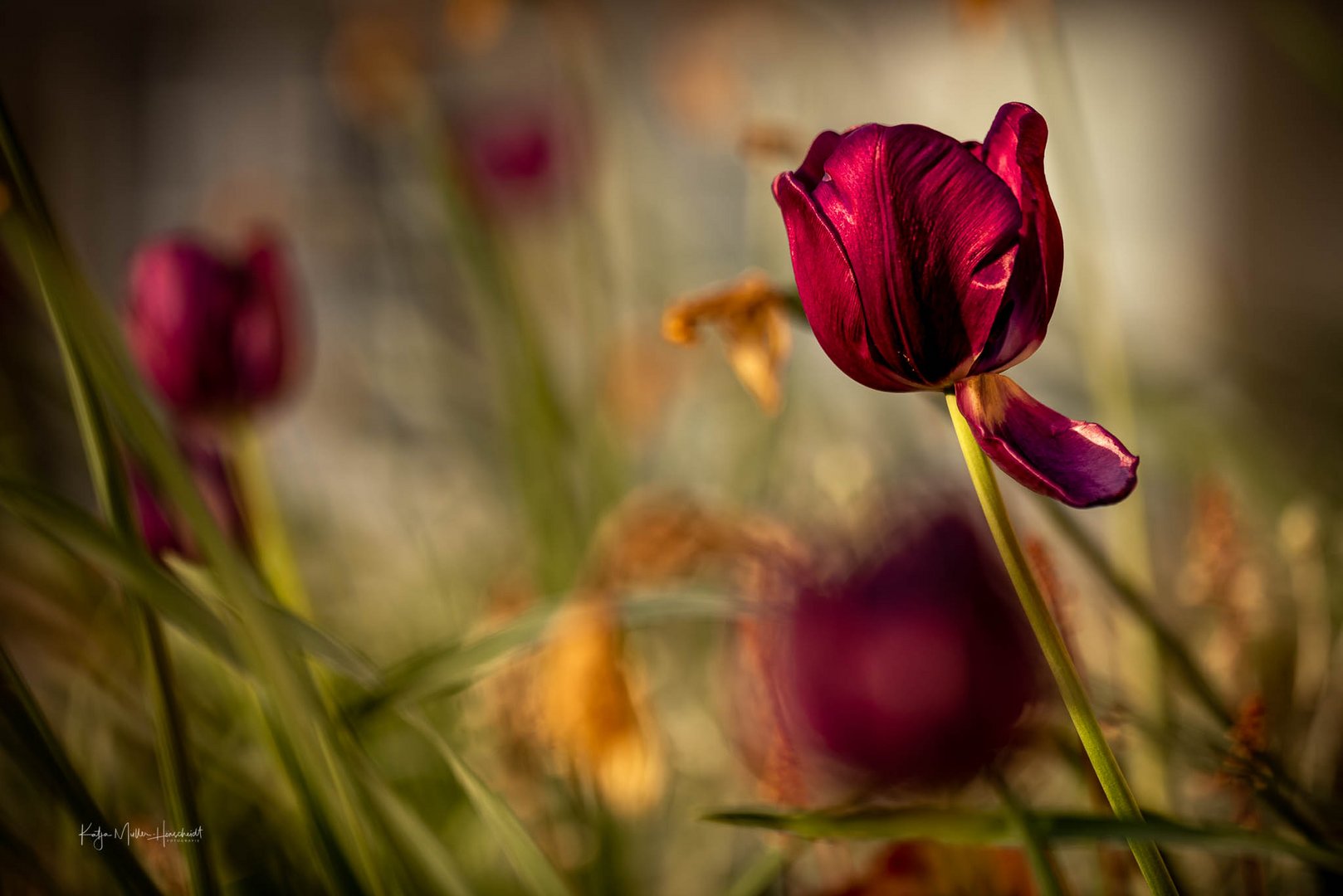 verblühende Tulpen