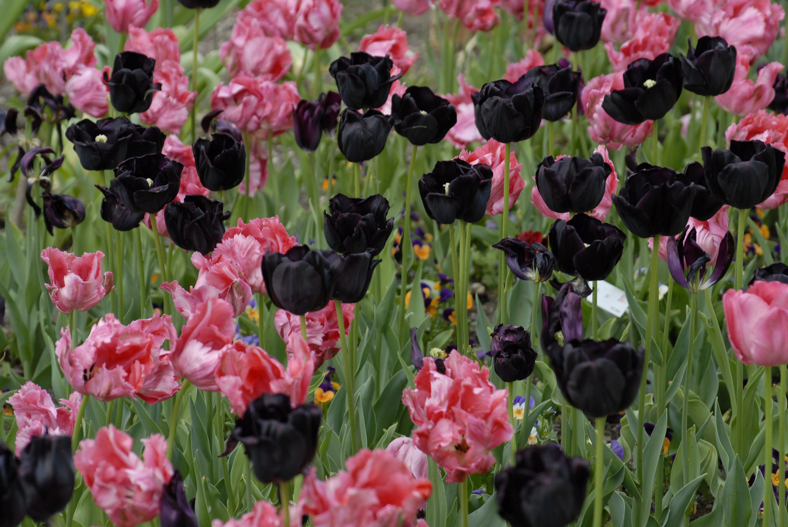 Verblühender Frühling