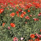 Verblühender Klatschmohn im Raps I