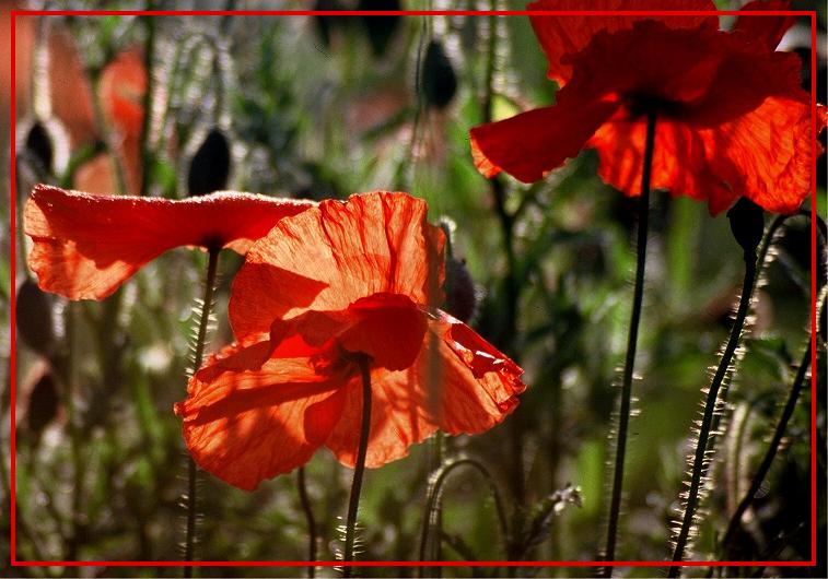 (ver)blühender Mohn