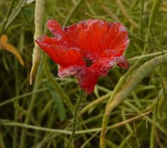 verblühender Mohn