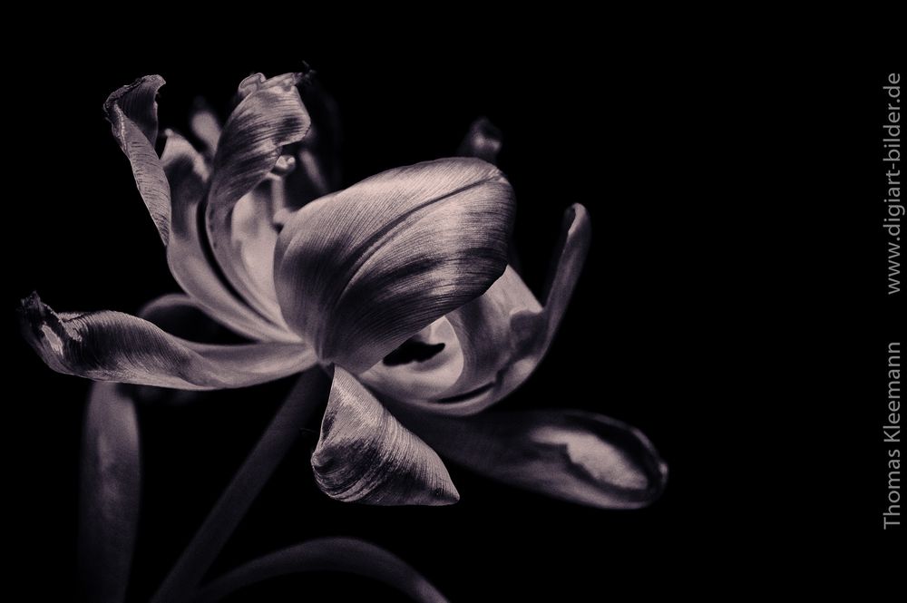 Verblühlte Tulpe - monochrome