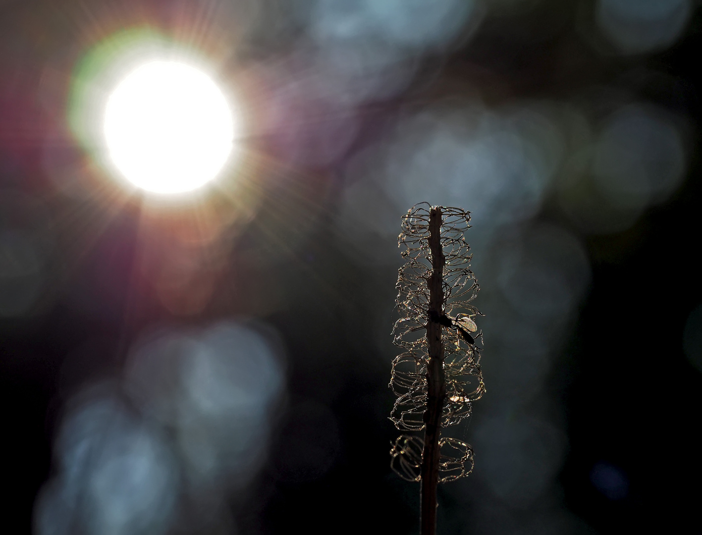 Verblüht, aber sonnendurchflutet! - Fané, mais embelli par les rayons de soleil!