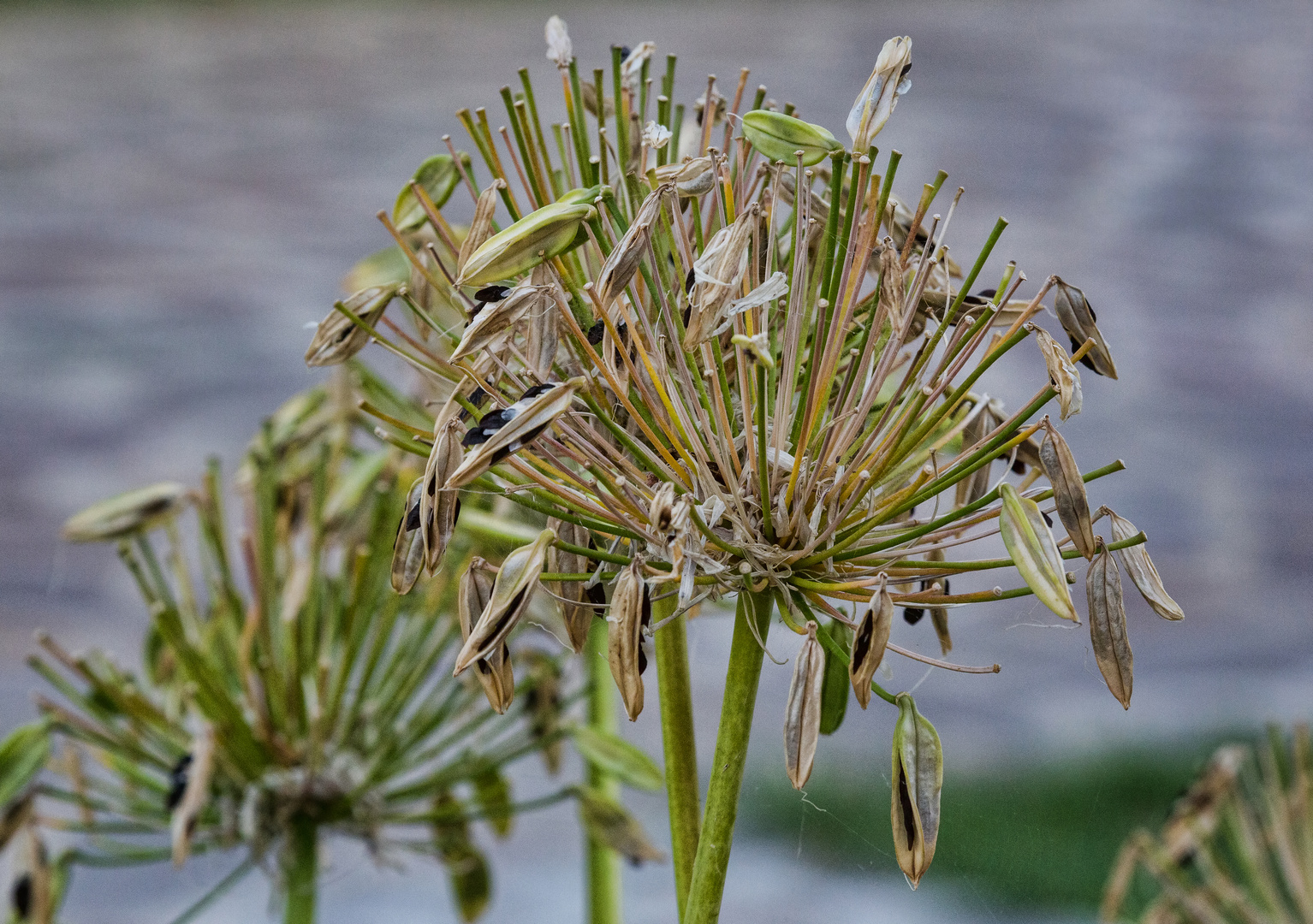 verblueht ! - Agapanthus 