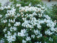 Verblüht der weiße Rhododendron