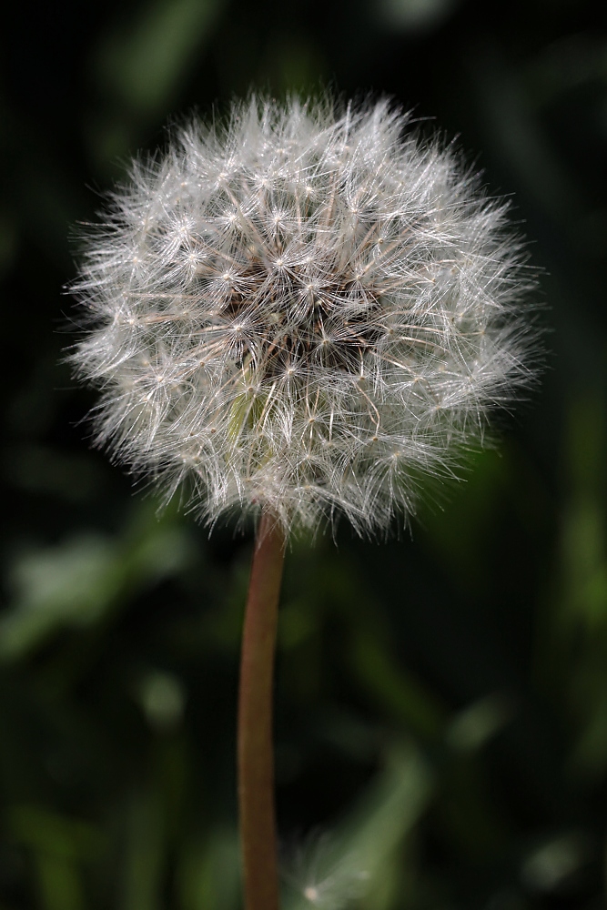 Verblüht – ein Mittwochsblümchen