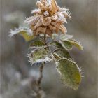 verblüht, eiskalt und spießig