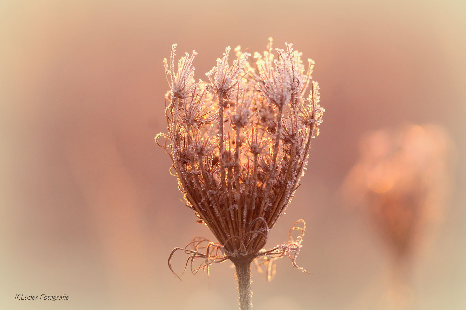 Verblüht, erfroren...und doch so schön Foto & Bild fotos, winter