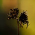 Verblüht im Herbstlicht