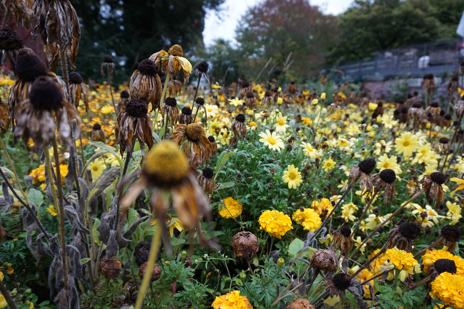 Verblüht & in Blüte