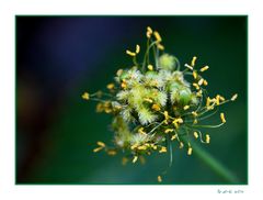 verblüht... Mohn 3