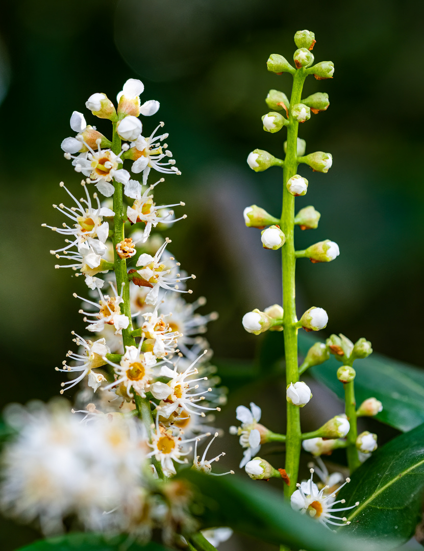 verblüht und Knospen