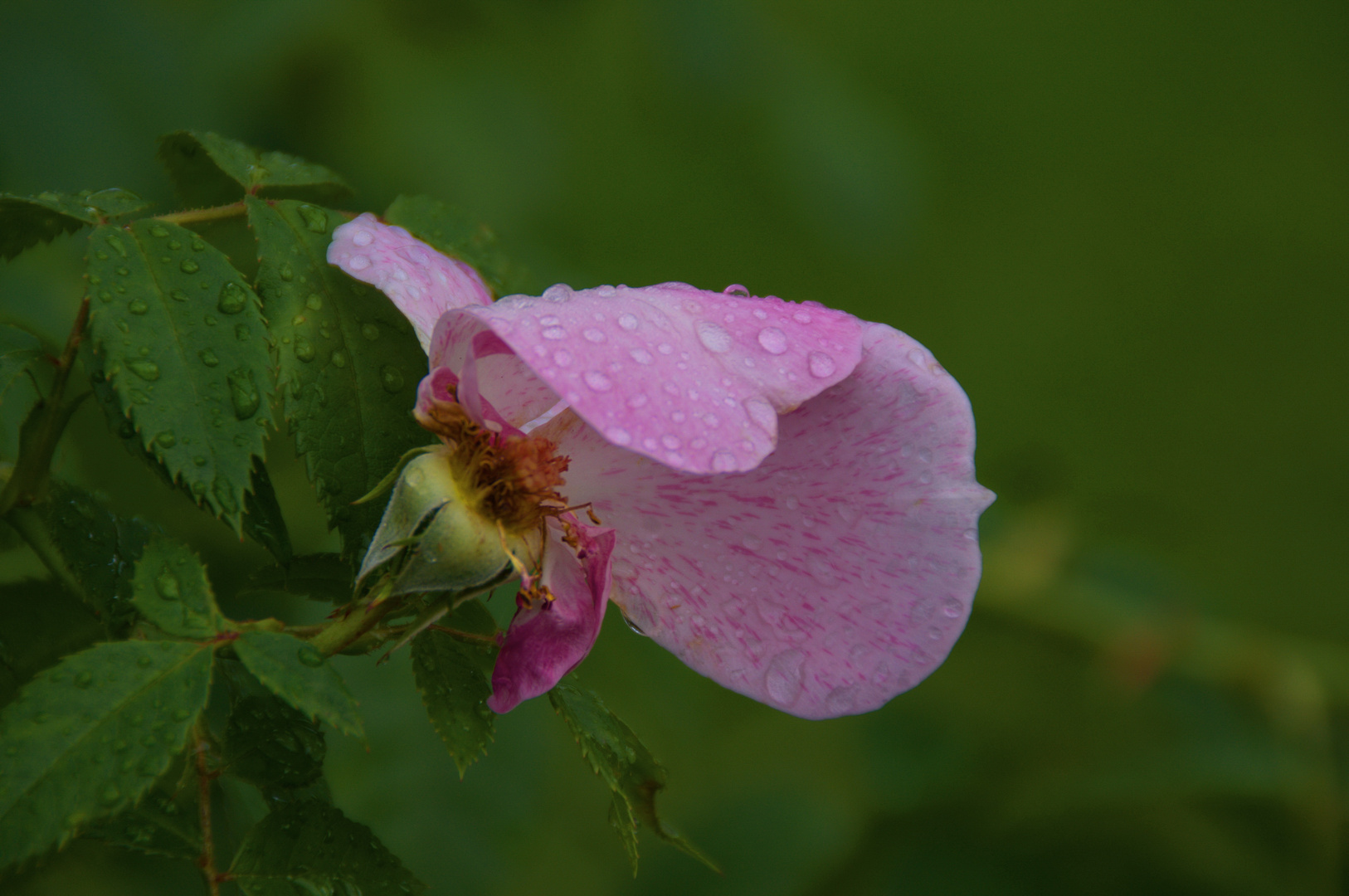 Verblüht und nach dem Regen