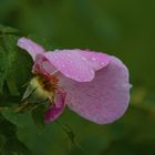 Verblüht und nach dem Regen