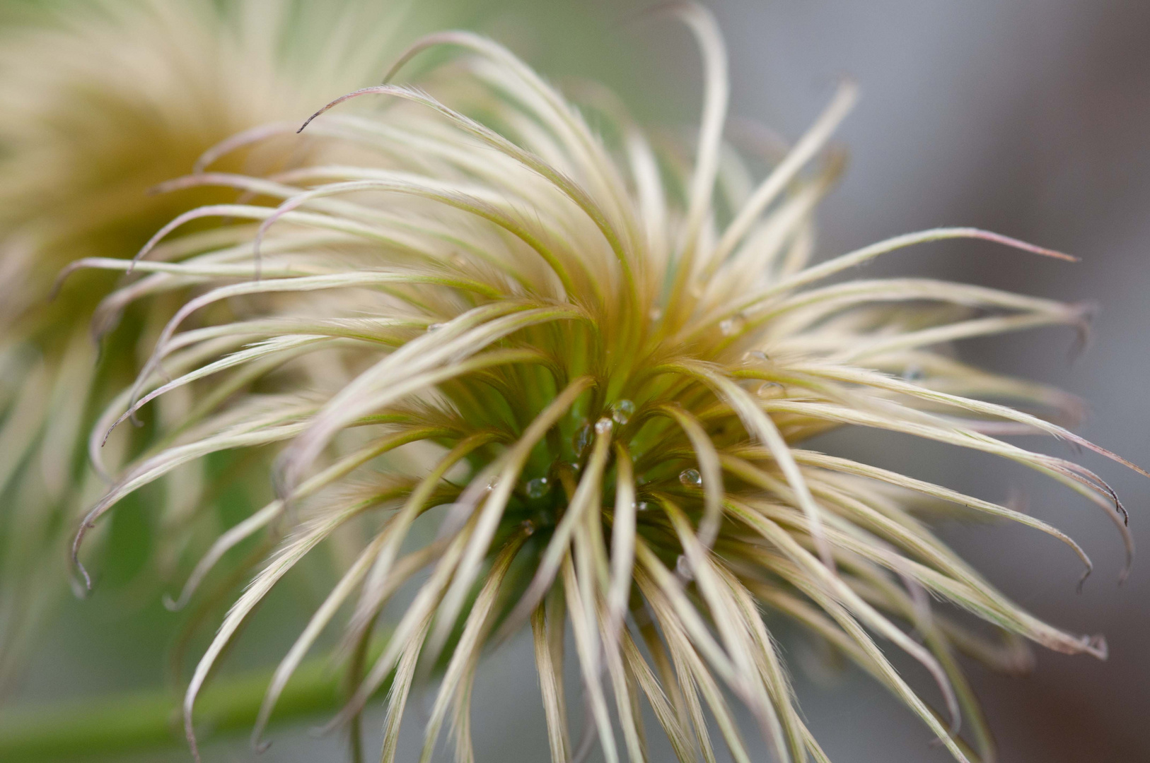 Verblüht und trotzdem schön...Clematis mal anders