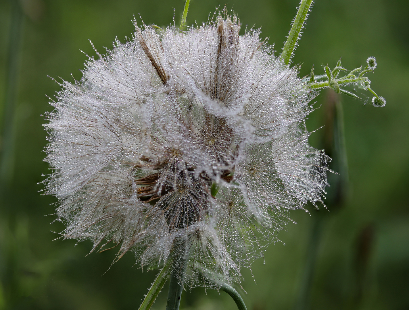 verblüht und trotzdem schön.......mein Mittwochsblümchen