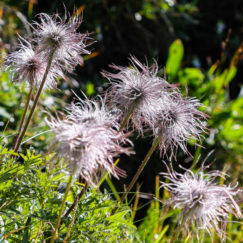 Verblühte Anemonen