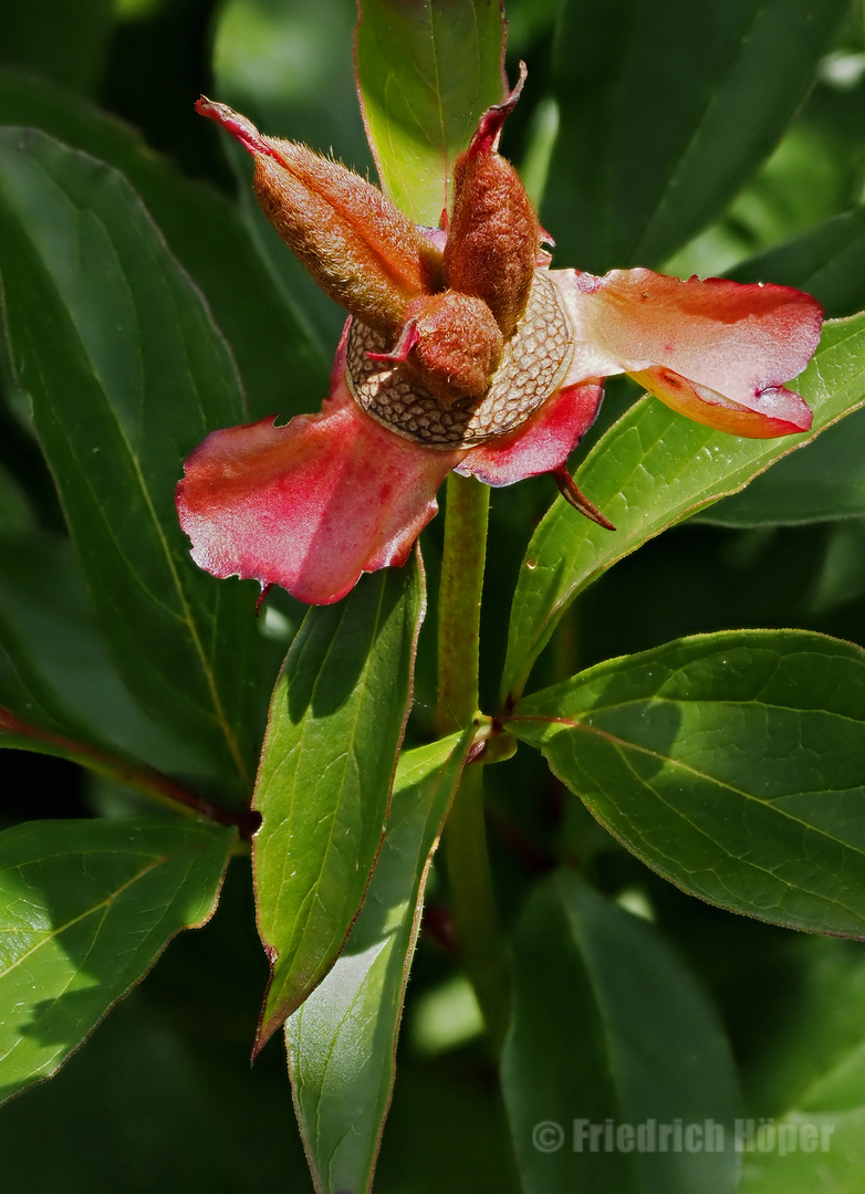 Verblühte Bauernrose mit Samenkapseln